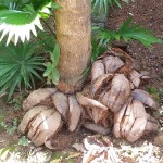 La bourre de la noix de coco