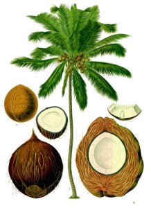 Planche scientifique du Coco Nucifera (Kohler)
