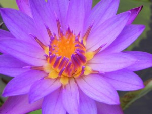 Nil manel (lotus bleu), fleur nationale du Sri Lanka