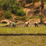 Sri Lanka. 6h du soir. Les paysans terminent leur travail dans les rizières.