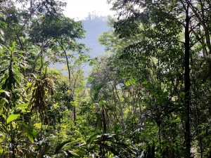 Article : S&rsquo;il vous pla&icirc;t, dessine-moi une for&ecirc;t