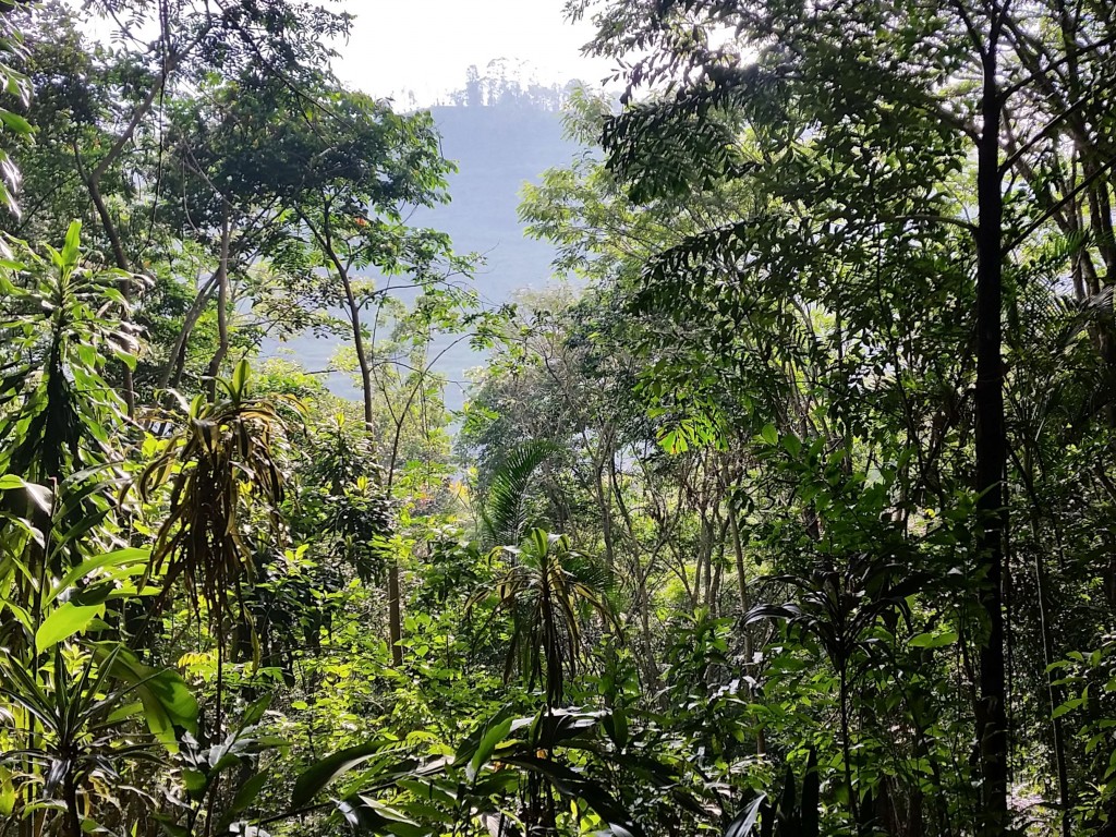Article : S&rsquo;il vous plaît, dessine-moi une forêt