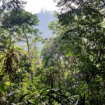Terre aride il y a 35 ans, le site de Belipola, Mirihawatte, Sri Lanka, a donné le jour à une forêt tropicale d'une riche biodiversité