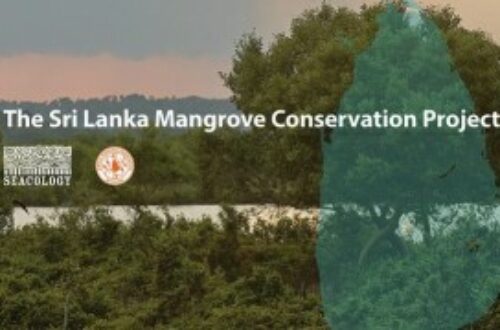 Article : Protection des mangroves, Laudato Si’ du Sri Lanka