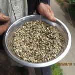 Les meilleures graines seront sélectionnées manuellement, chez Hansa (Sri Lanka)